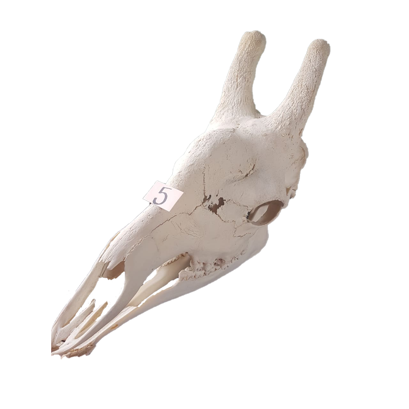 Giraffe Skull - GS125 - Image 3