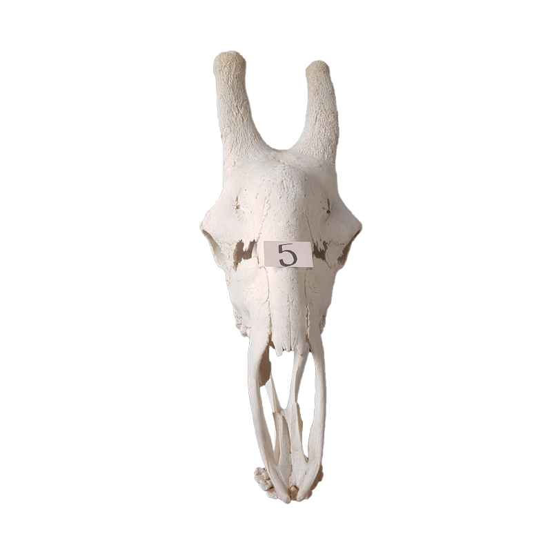 Giraffe Skull - GS125