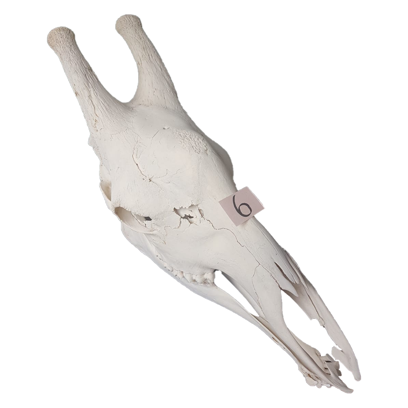 Giraffe Skull - GS126 - Image 2