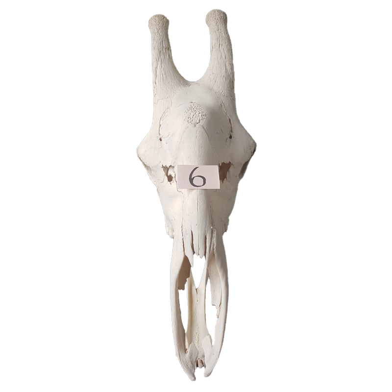 Giraffe Skull - GS126 - Image 3