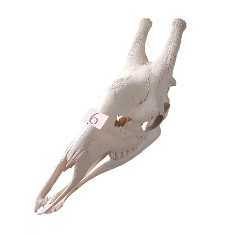 Giraffe Skull - GS126