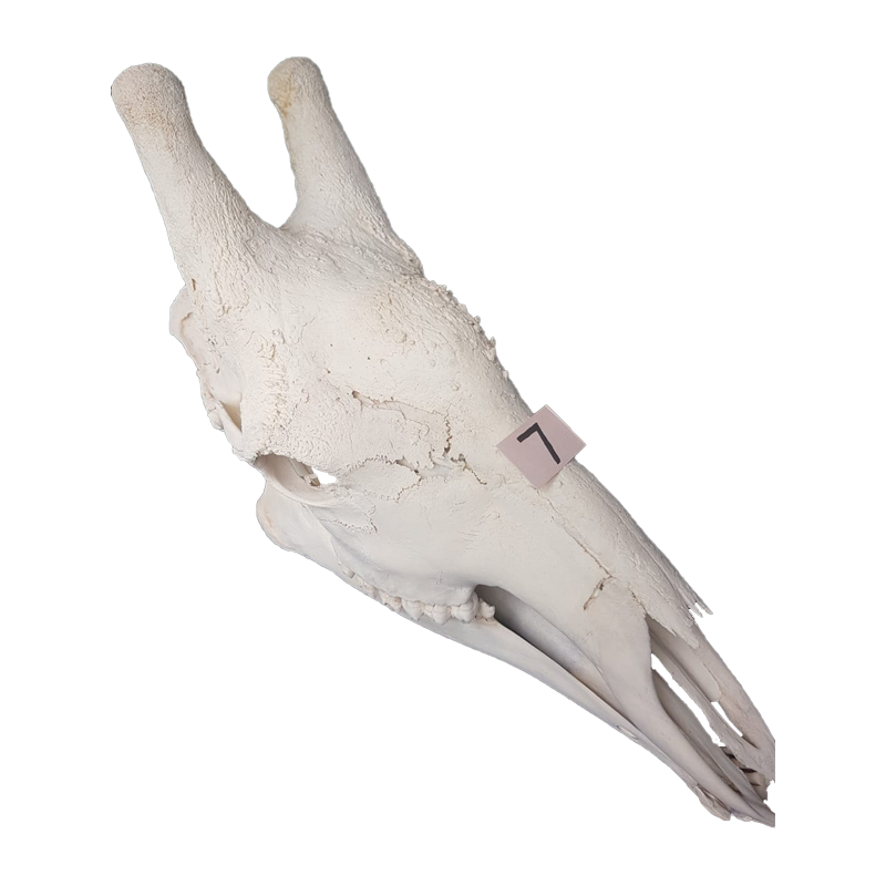 Giraffe Skull - GS127 - Image 2
