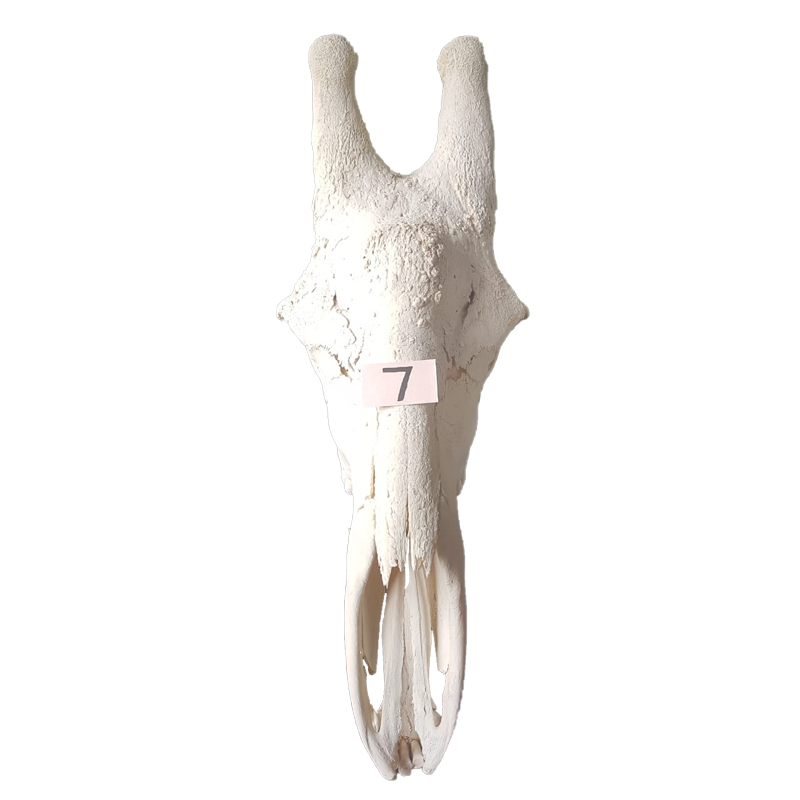 Giraffe Skull - GS127 - Image 3