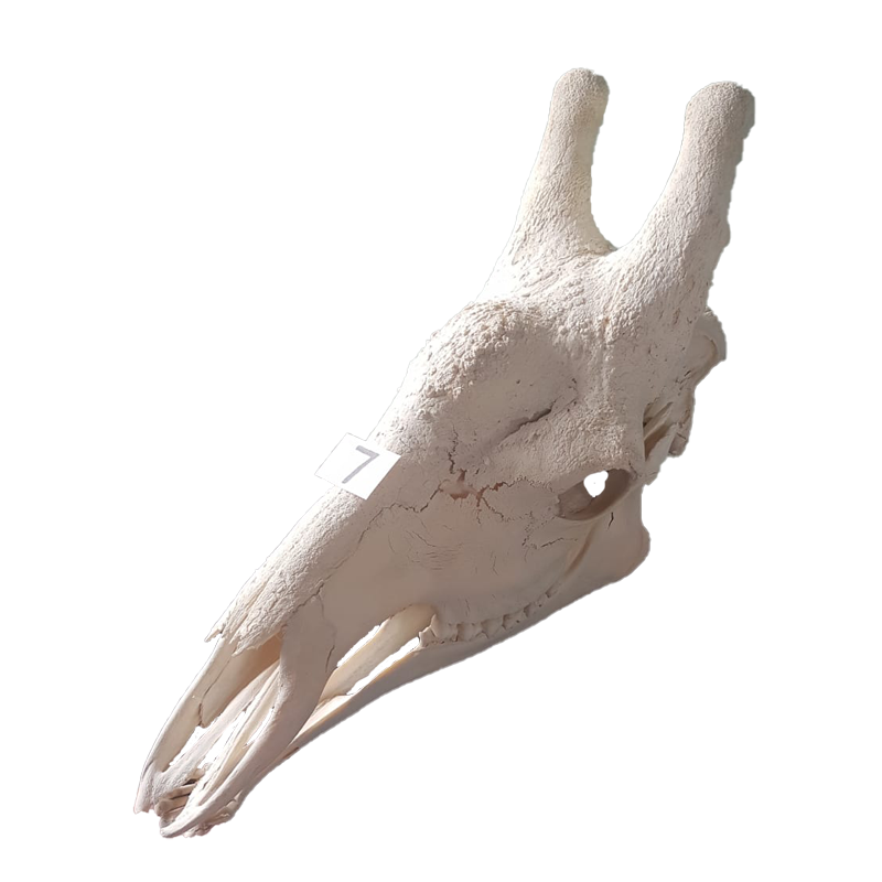 Giraffe Skull - GS127