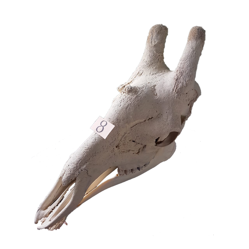 Giraffe Skull - GS128 - Image 2