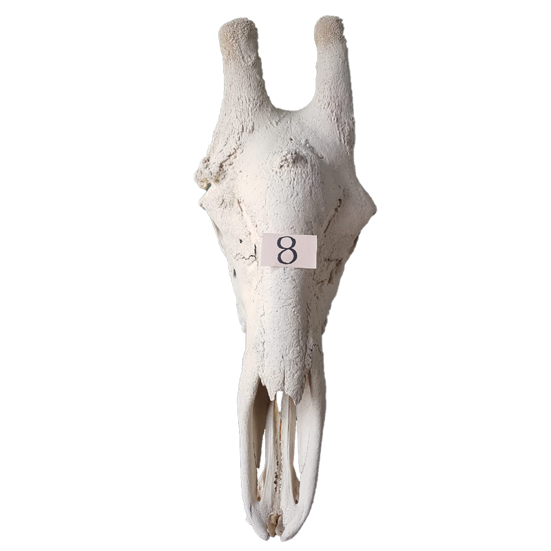 Giraffe Skull - GS128