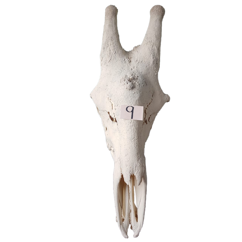 Giraffe Skull - GS129 - Image 2