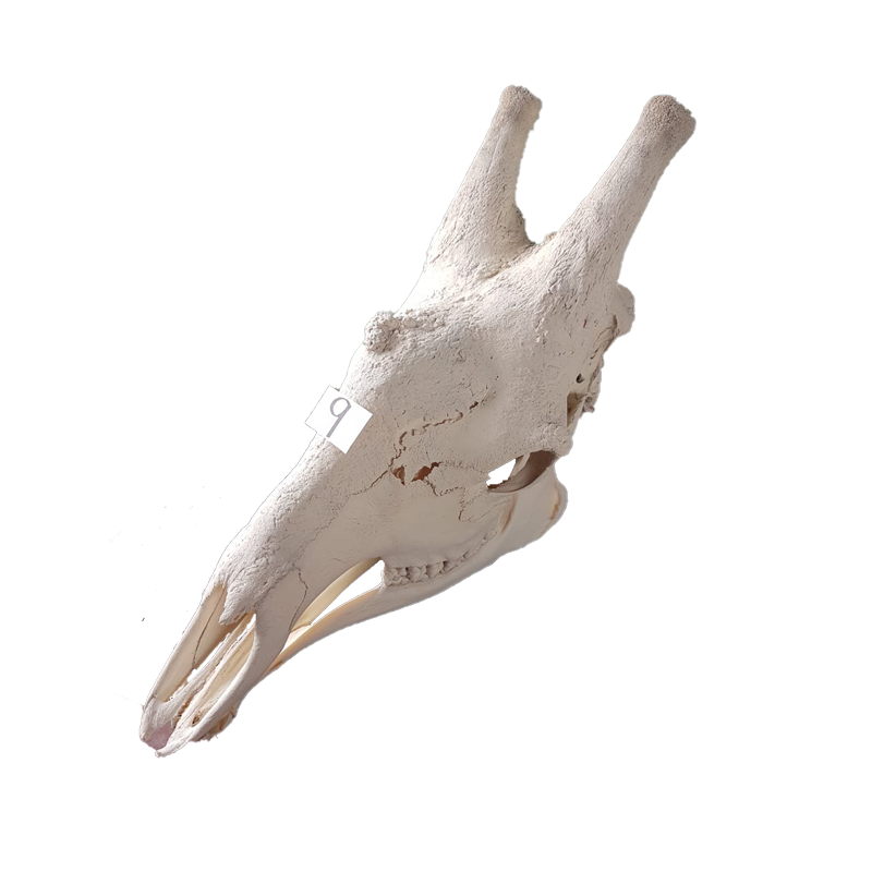 Giraffe Skull - GS129