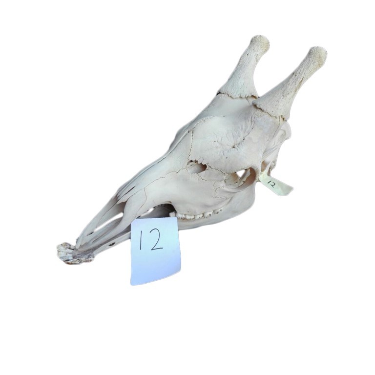 GIRAFFE SKULL GS12A