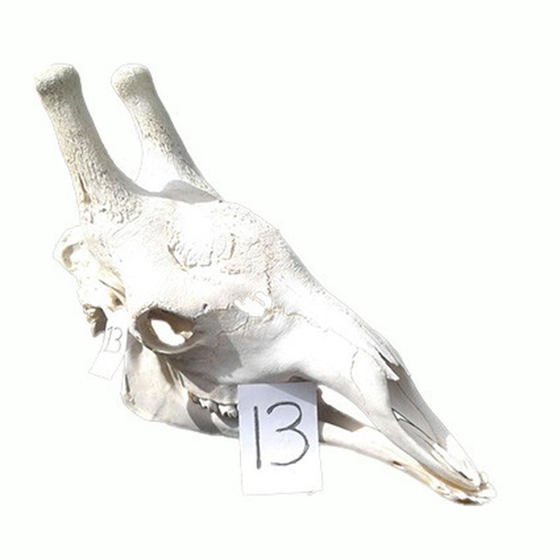 Giraffe Skull GS13 - Image 2