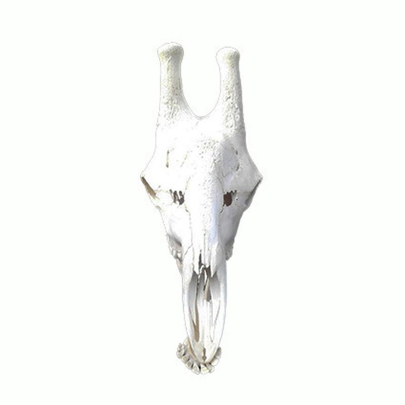 Giraffe Skull GS13 - Image 4