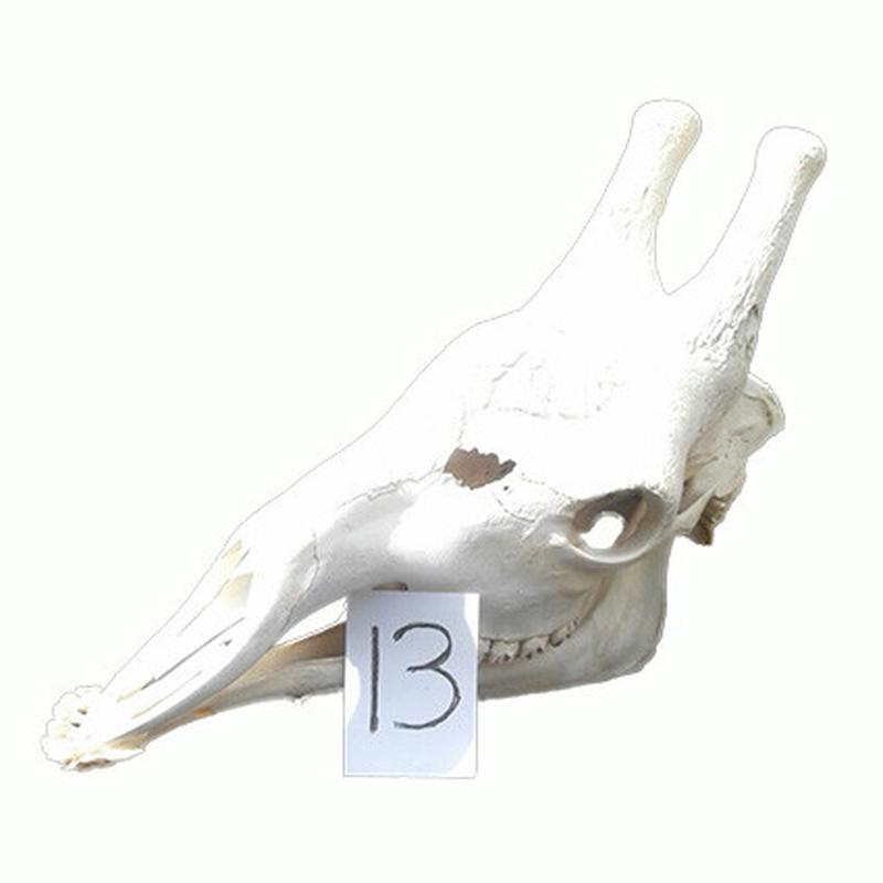 Giraffe Skull GS13