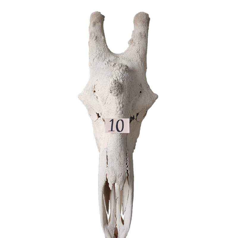 Giraffe Skull - GS130 - Image 2