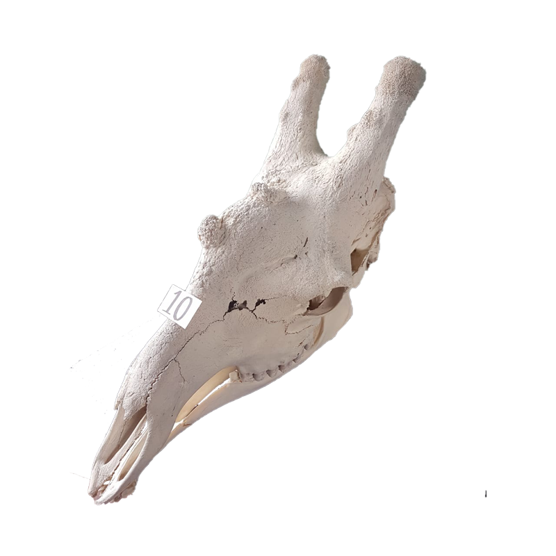 Giraffe Skull - GS130