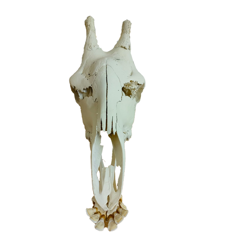 Giraffe Skull - GS131 - Image 2