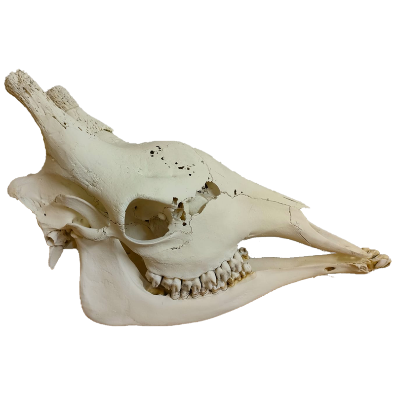 Giraffe Skull - GS131