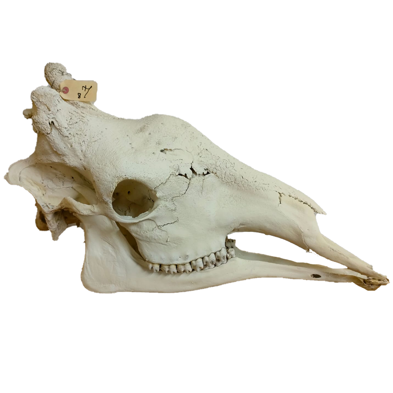 Giraffe Skull - GS132 - Image 2