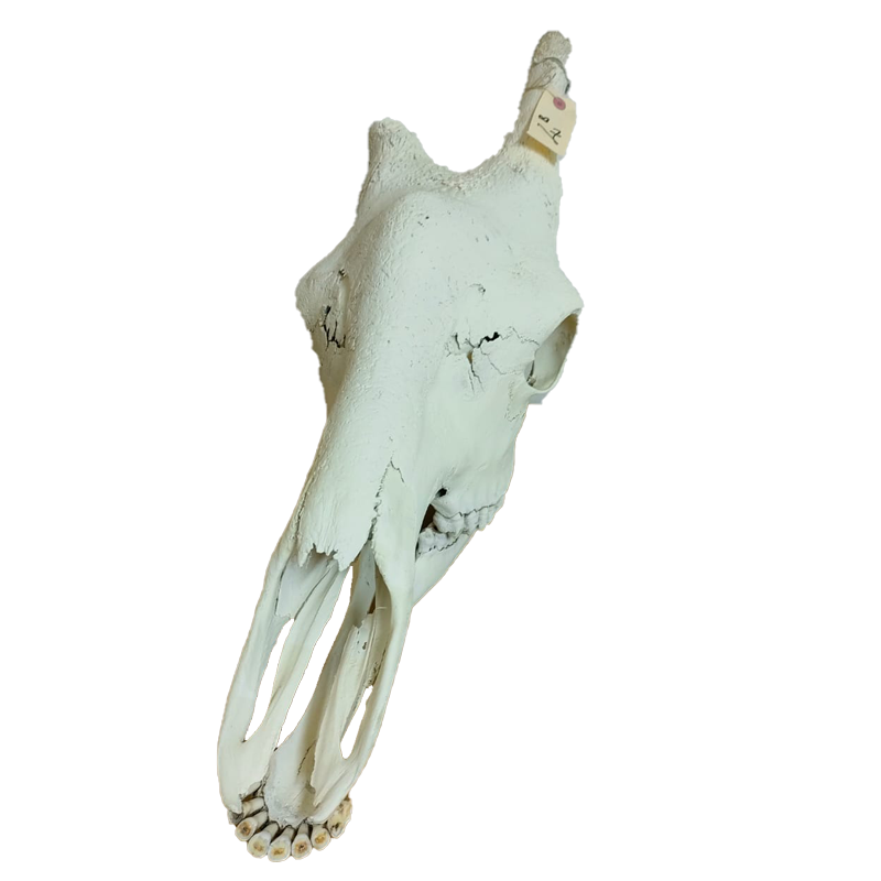Giraffe Skull - GS132 - Image 3