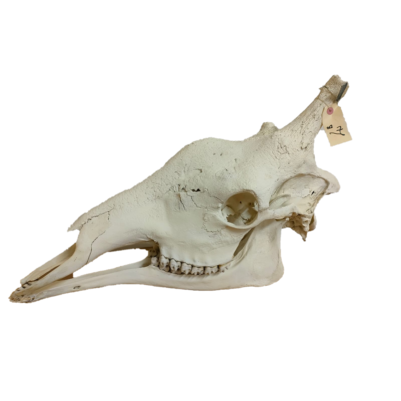 Giraffe Skull - GS132