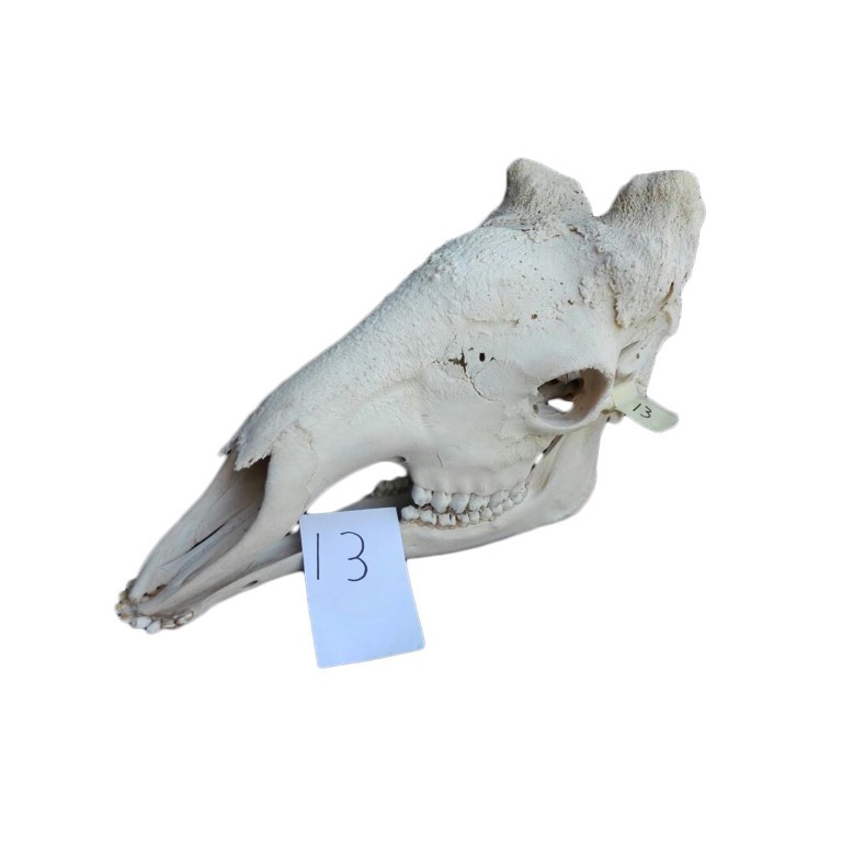 GIRAFFE SKULL GS13A