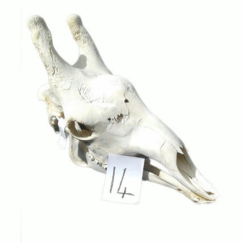 Giraffe Skull GS14 - Image 2