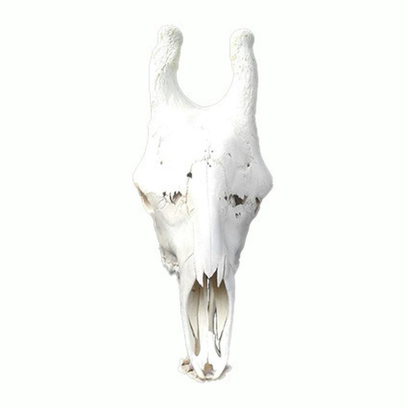 Giraffe Skull GS14 - Image 3