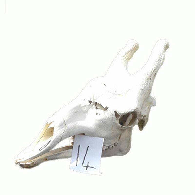Giraffe Skull GS14 - Image 4