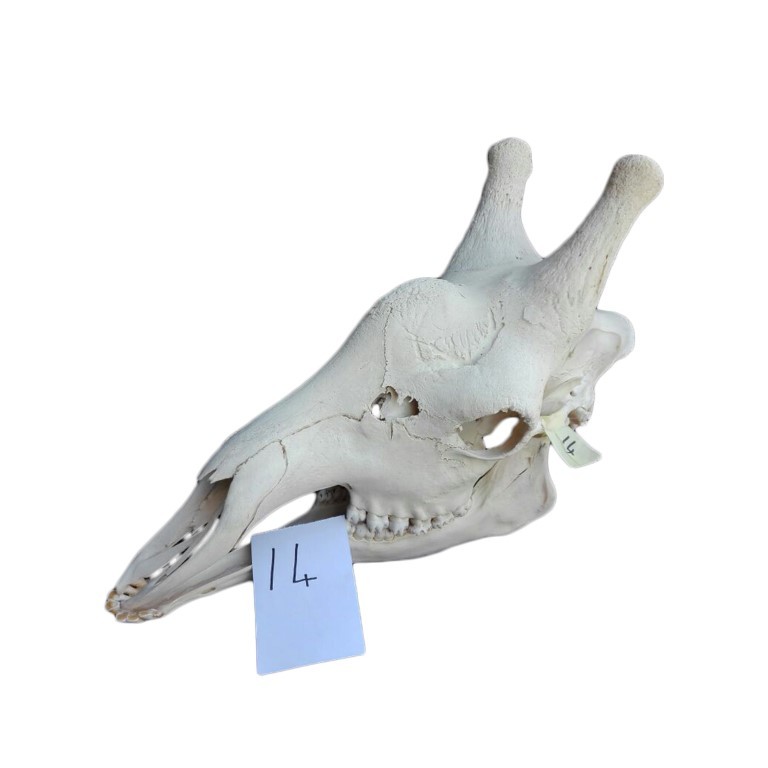 GIRAFFE SKULL GS14A - Image 3