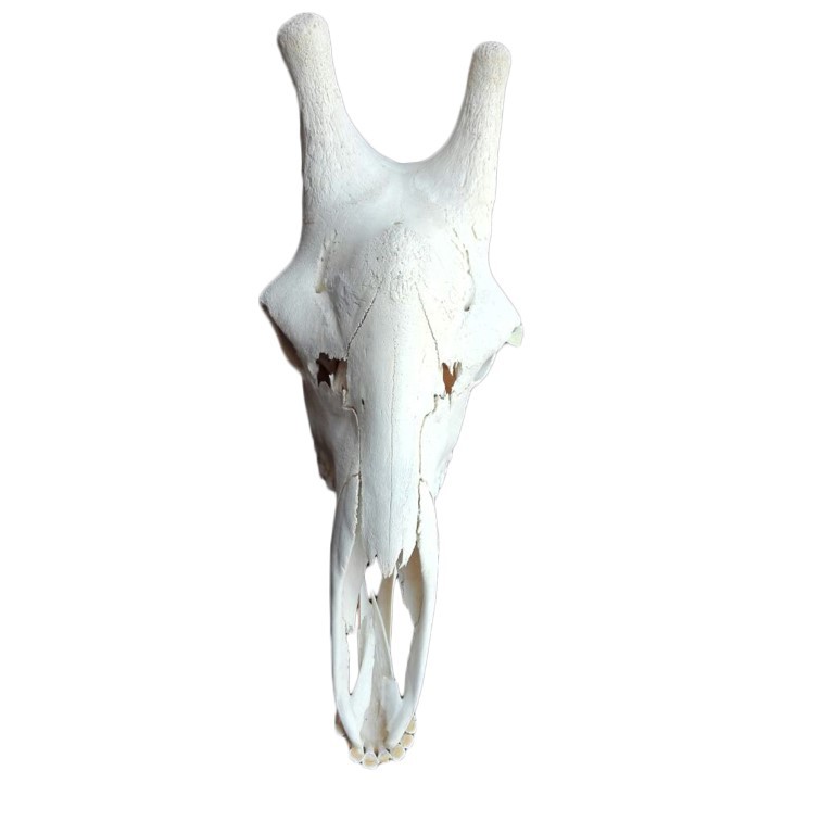 GIRAFFE SKULL GS14A - Image 4