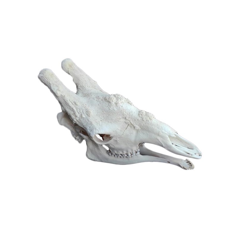 GIRAFFE SKULL GS14A - Image 5