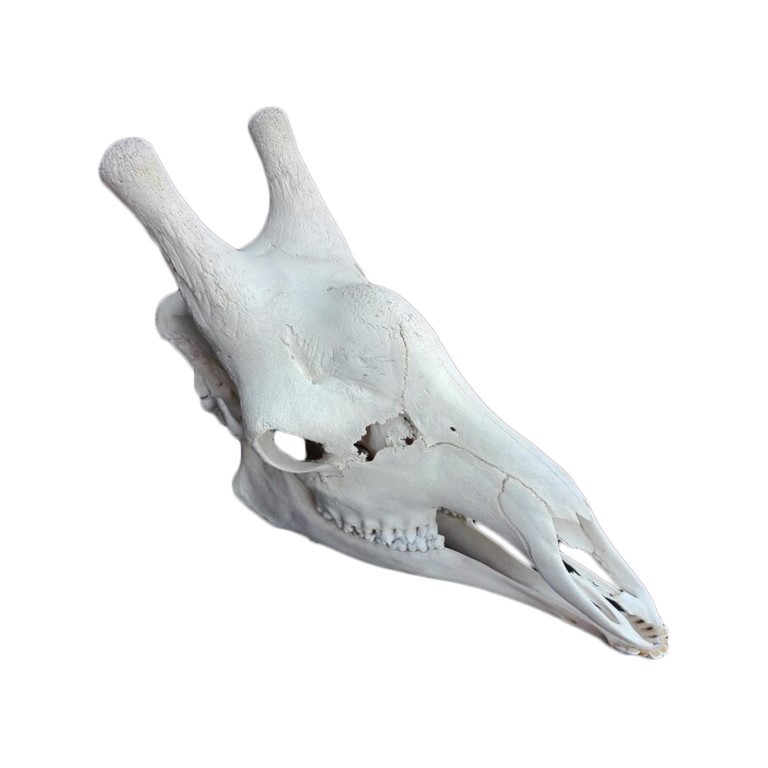 GIRAFFE SKULL GS14A