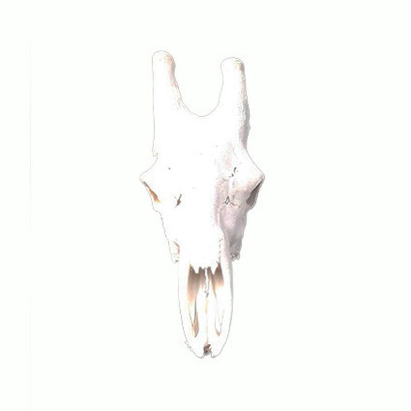 Giraffe Skull GS15 - Image 2