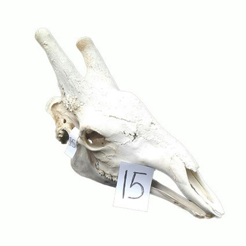 Giraffe Skull GS15 - Image 4