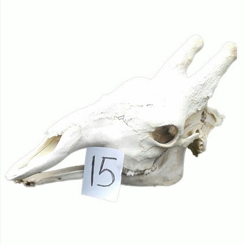 Giraffe Skull GS15