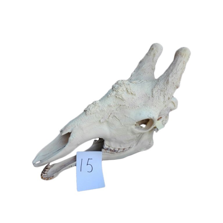 GIRAFFE SKULL GS15A - Image 2