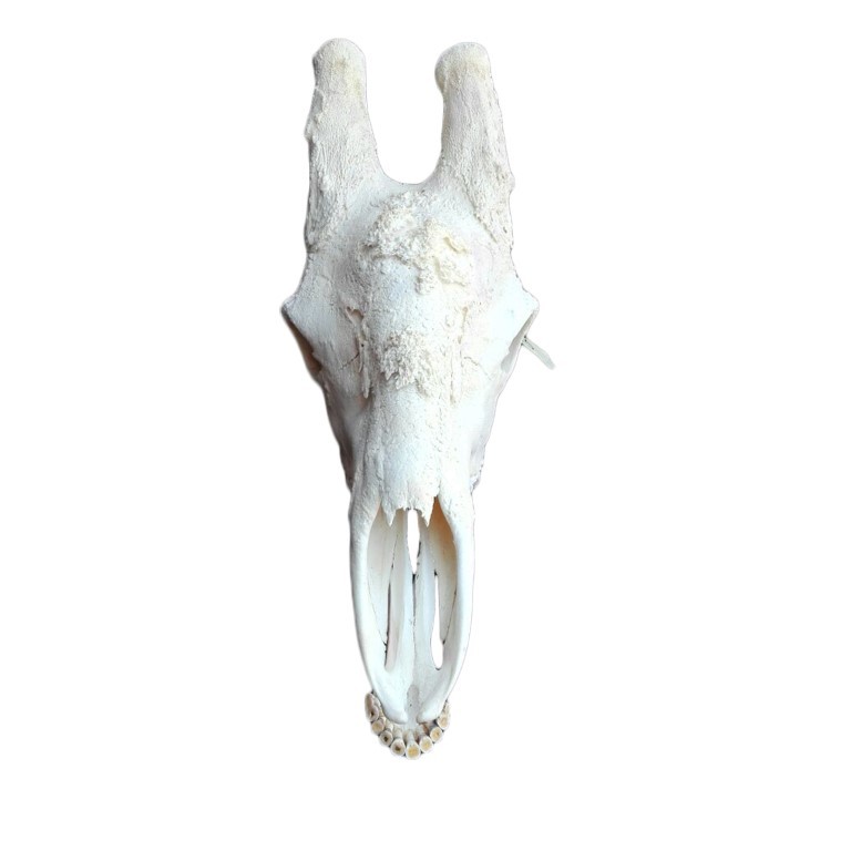 GIRAFFE SKULL GS15A - Image 3