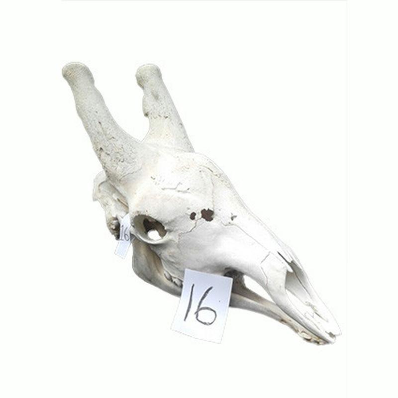 Giraffe Skull GS16 - Image 2