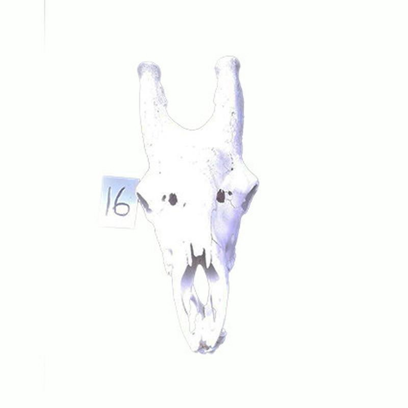 Giraffe Skull GS16 - Image 3