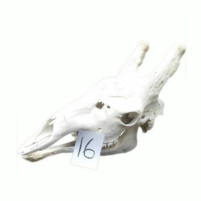 Giraffe Skull GS16