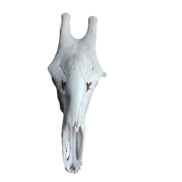GIRAFFE SKULL GS16A - Image 3