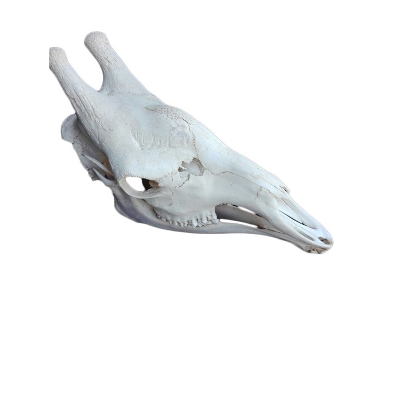 GIRAFFE SKULL GS16A