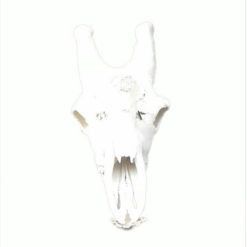 Giraffe Skull GS17 - Image 3