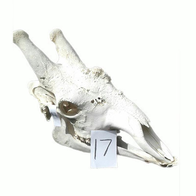 Giraffe Skull GS17 - Image 4