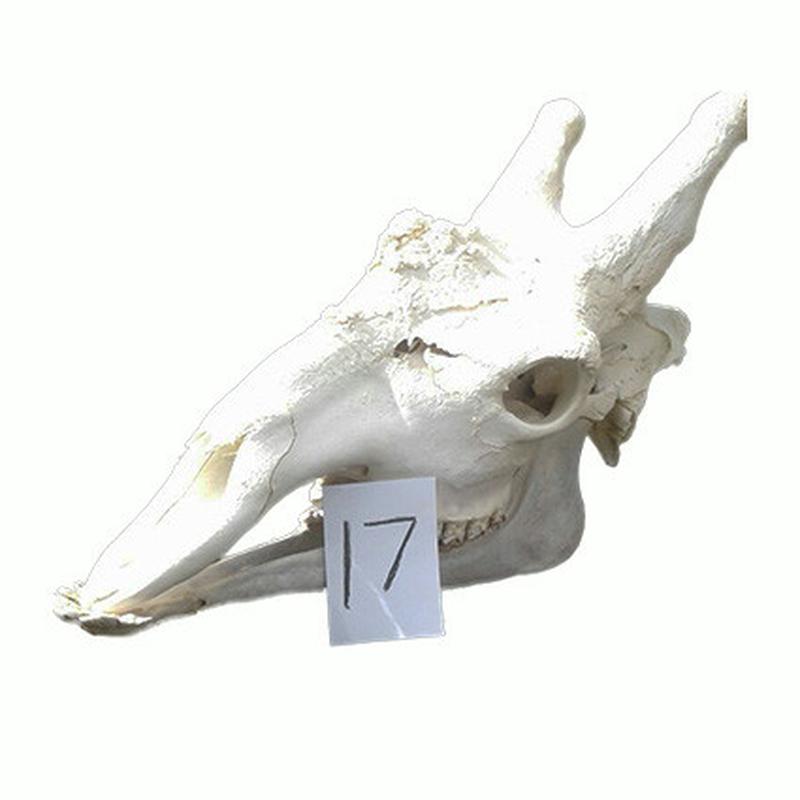 Giraffe Skull GS17