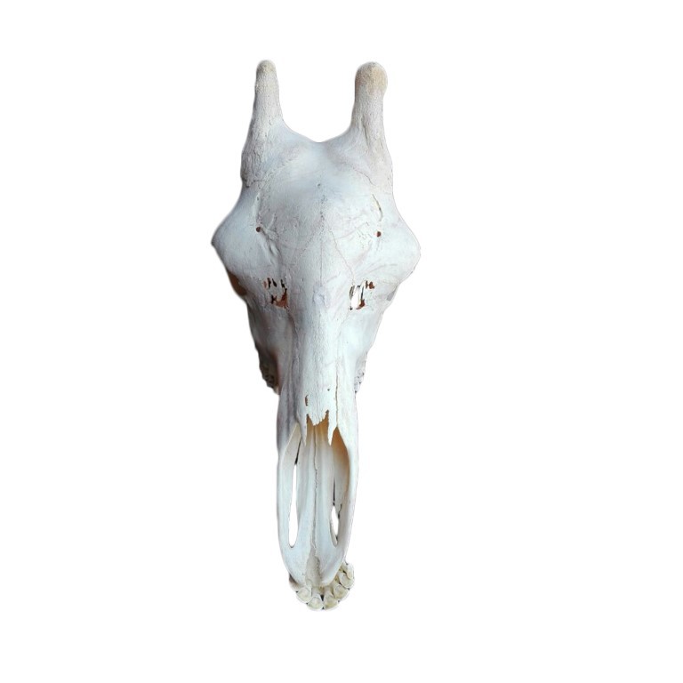 GIRAFFE SKULL GS17A - Image 3