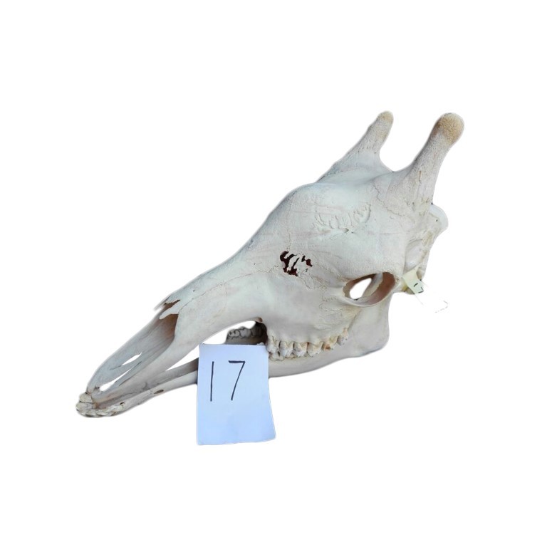 GIRAFFE SKULL GS17A - Image 4