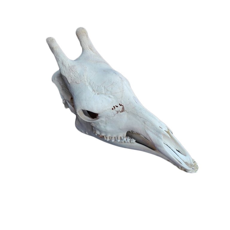 GIRAFFE SKULL GS17A