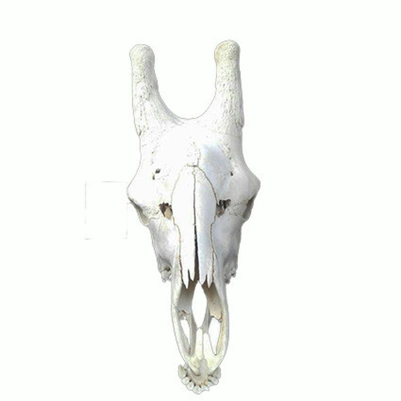 Giraffe Skull GS18 - Image 2