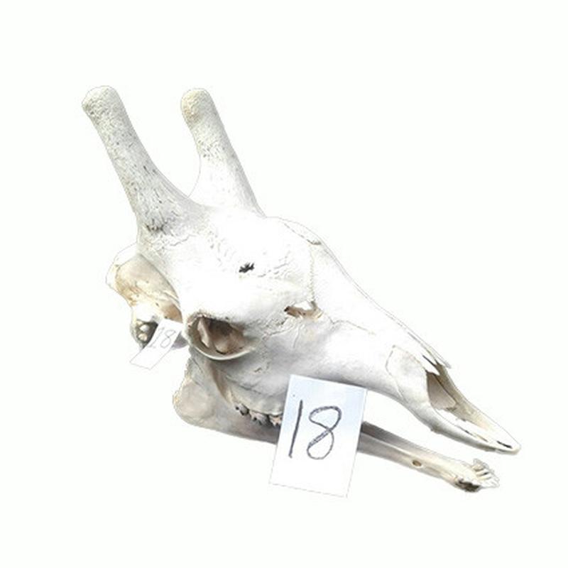 Giraffe Skull GS18 - Image 3