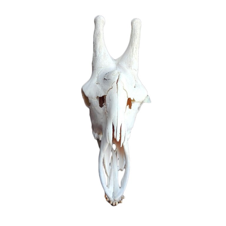 GIRAFFE SKULL GS18A - Image 2